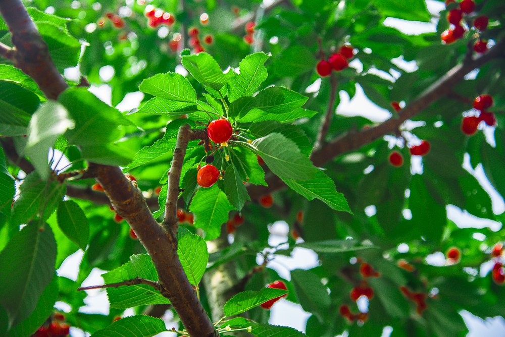 Cherry Picking-6