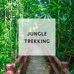 Jungle-Trekking