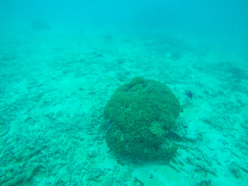 Krabi Diving-10