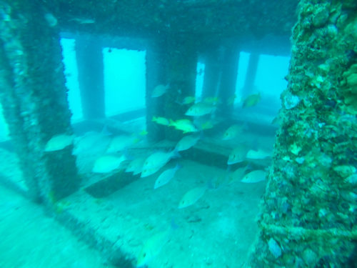 Krabi Diving-14