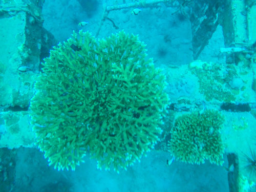 Krabi Diving-15