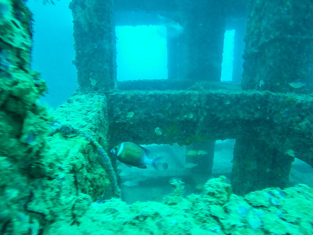 Krabi Diving-16