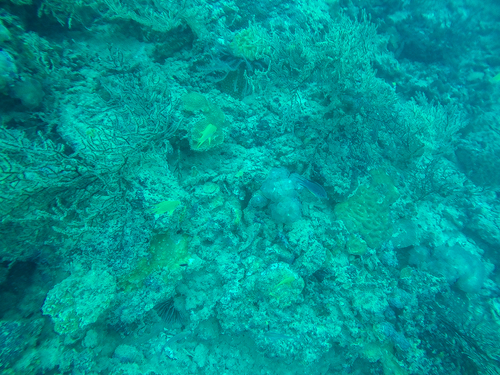 Krabi Diving-19