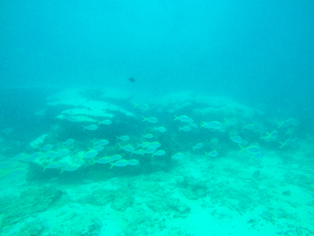Krabi Diving-9