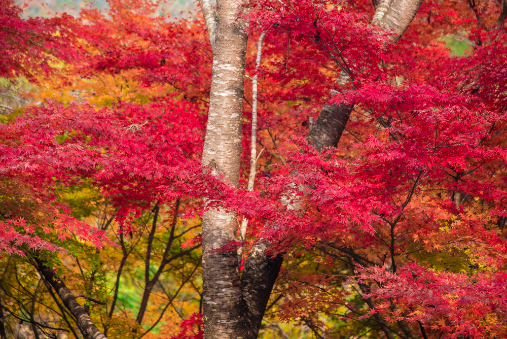 autumn-miyajima-10
