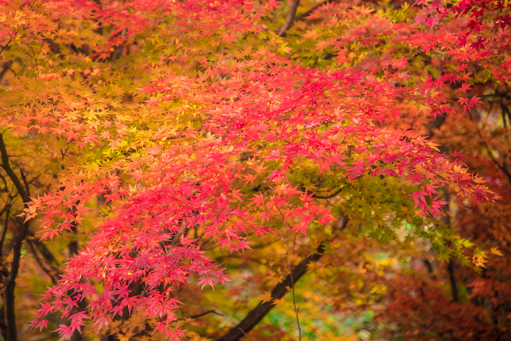 autumn-miyajima-6
