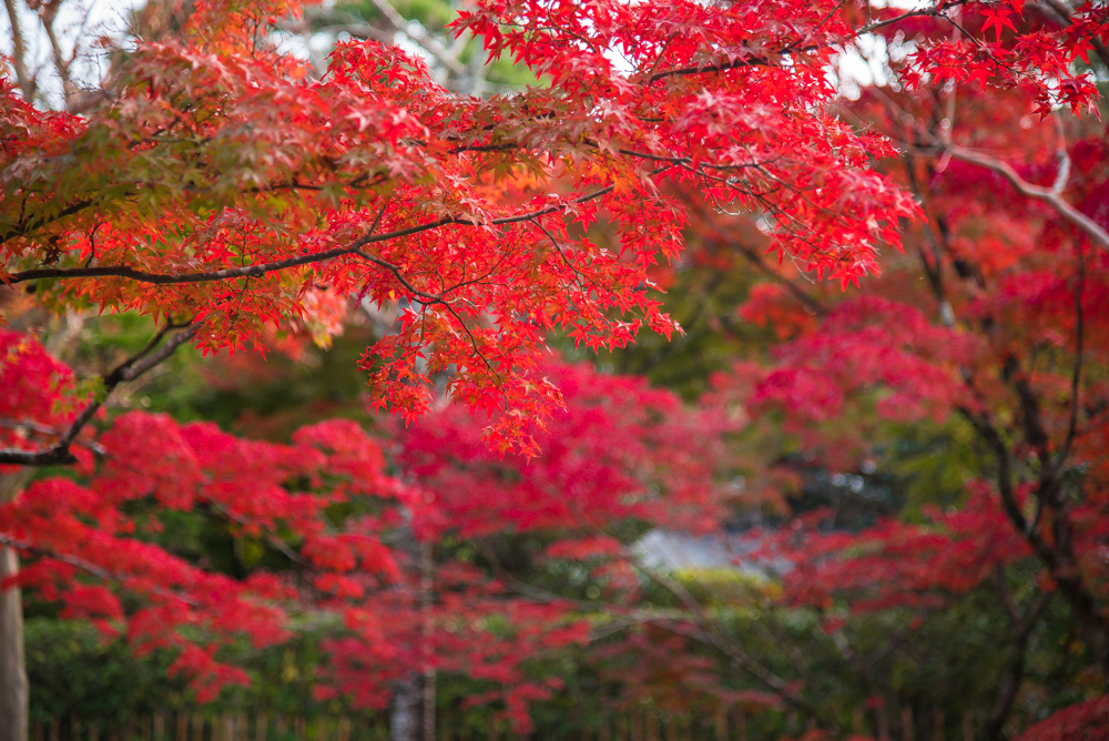 fall-in-kyoto-11