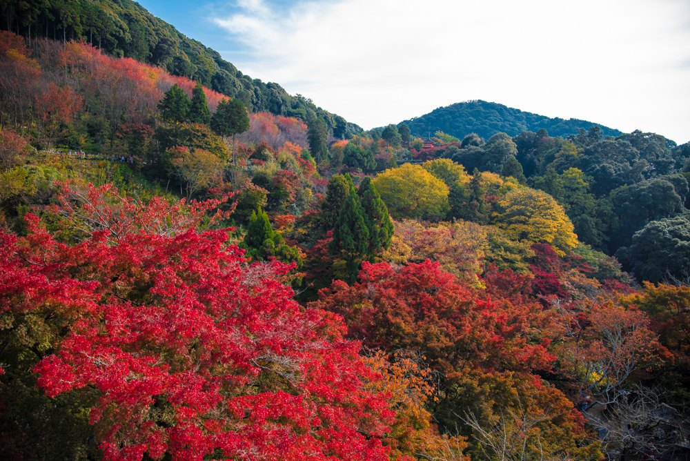 fall-in-kyoto-14