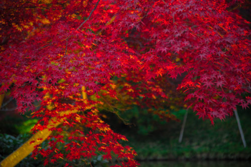 fall-in-kyoto-25