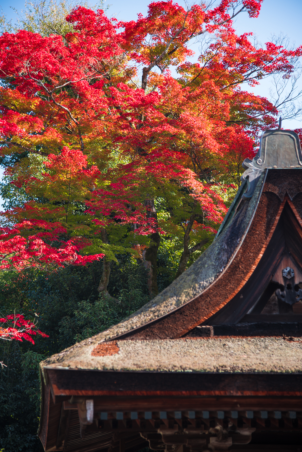 fall-in-kyoto-8