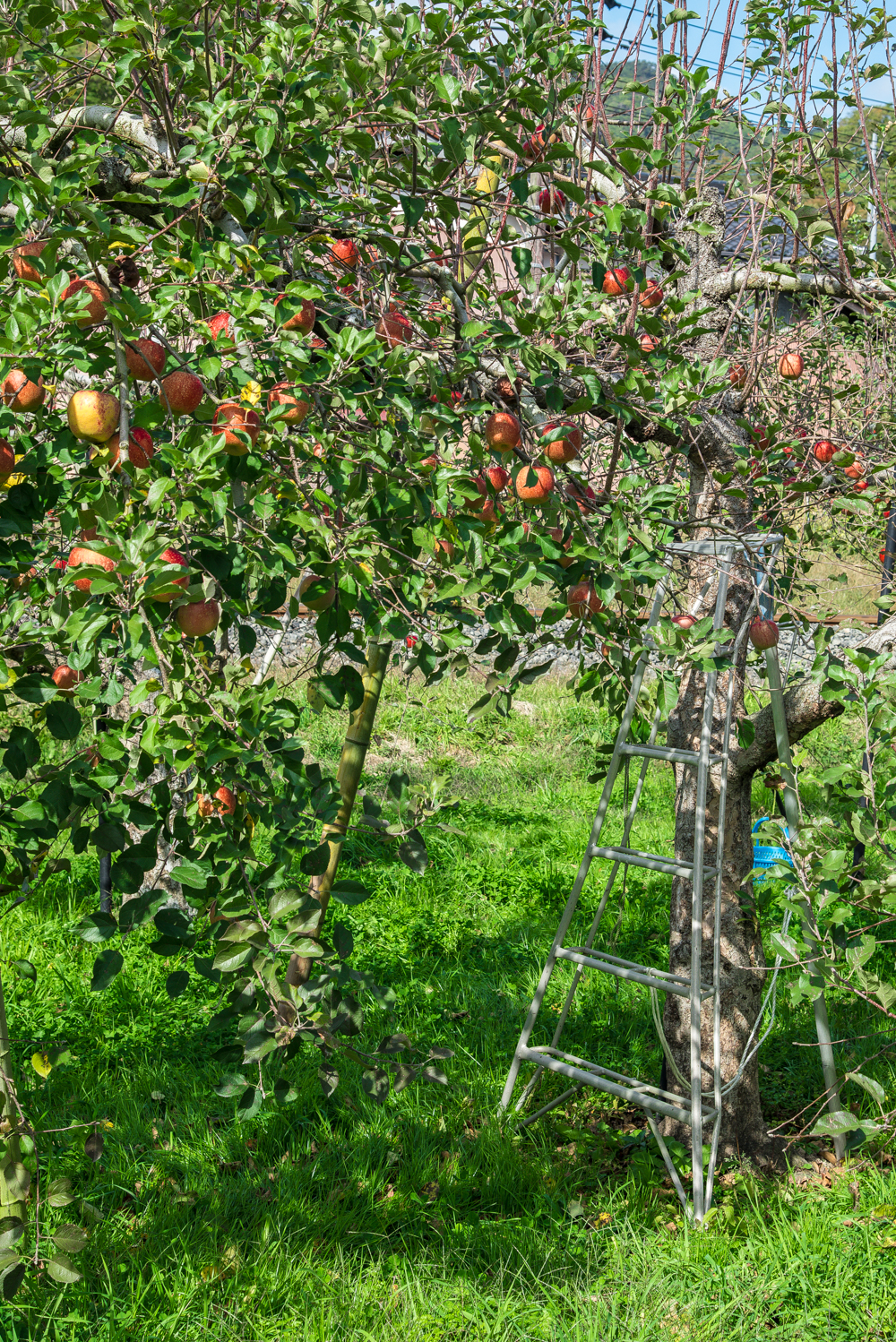 apple-picking-18