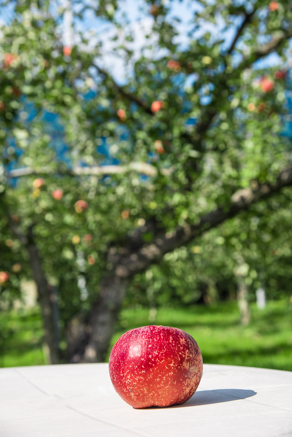 apple-picking-28