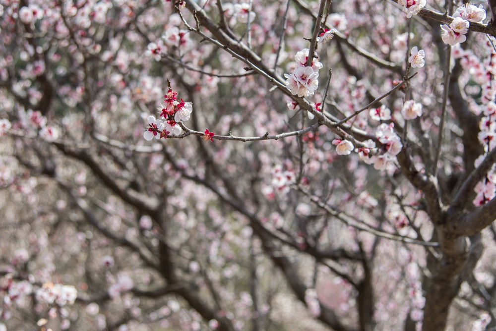 plum blossoms-11