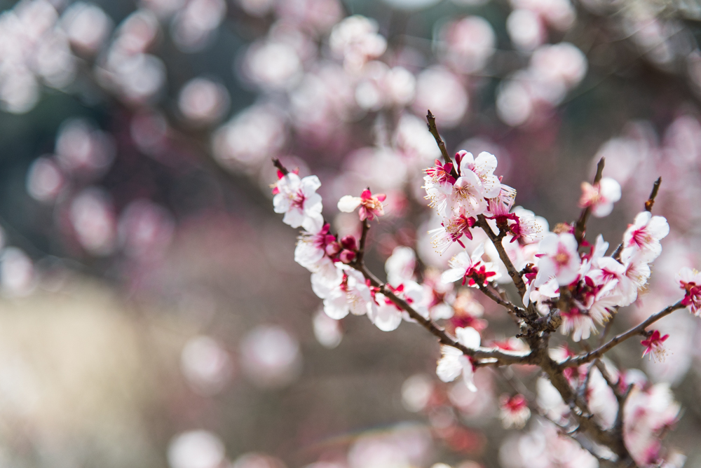 plum blossoms-12