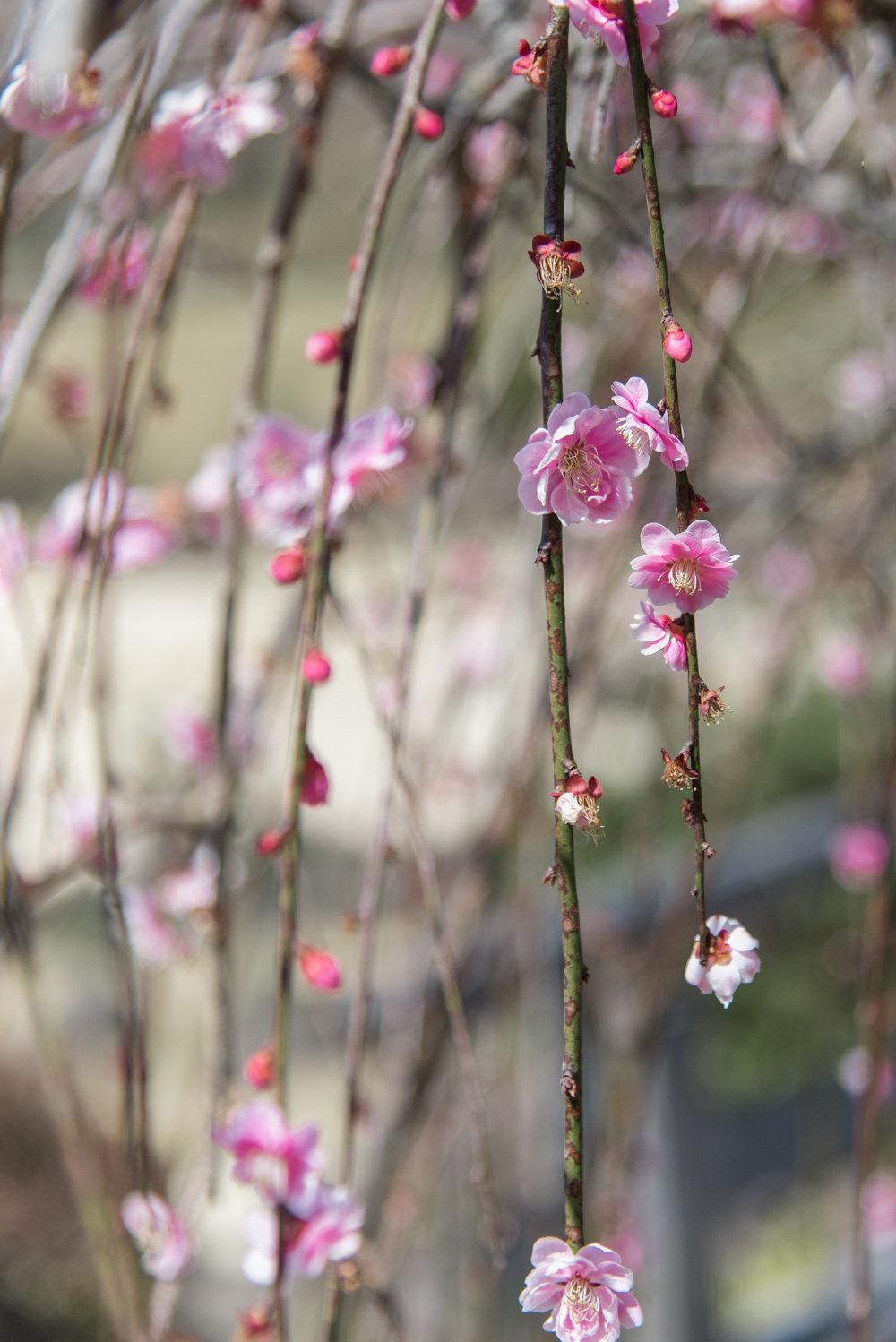 plum blossoms-15