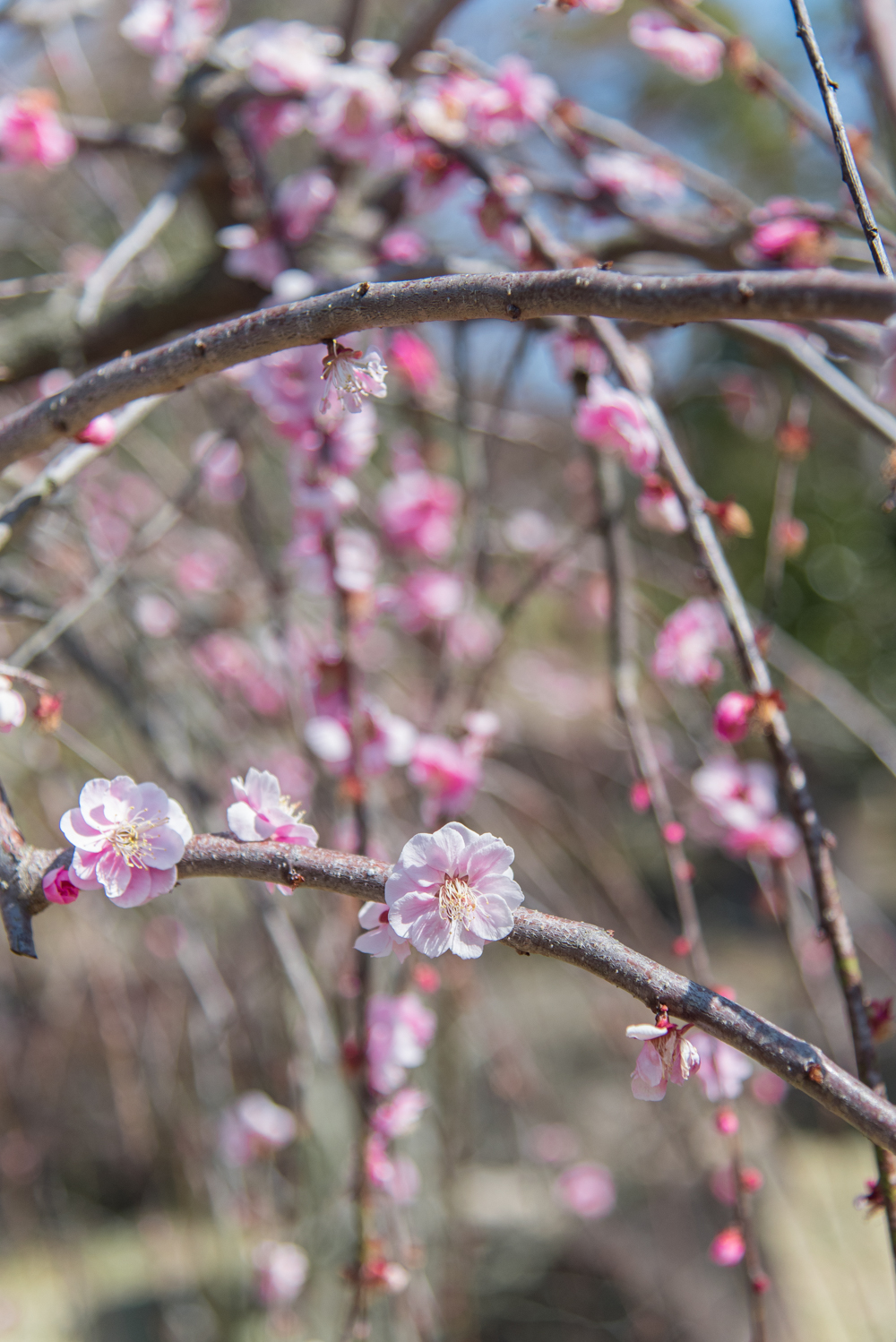 plum blossoms-16