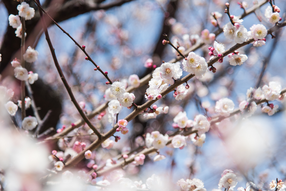 plum blossoms-3