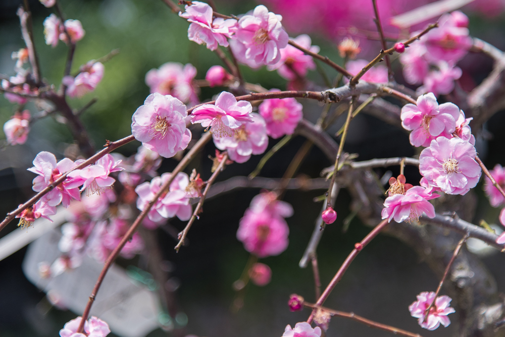 plum blossoms-33