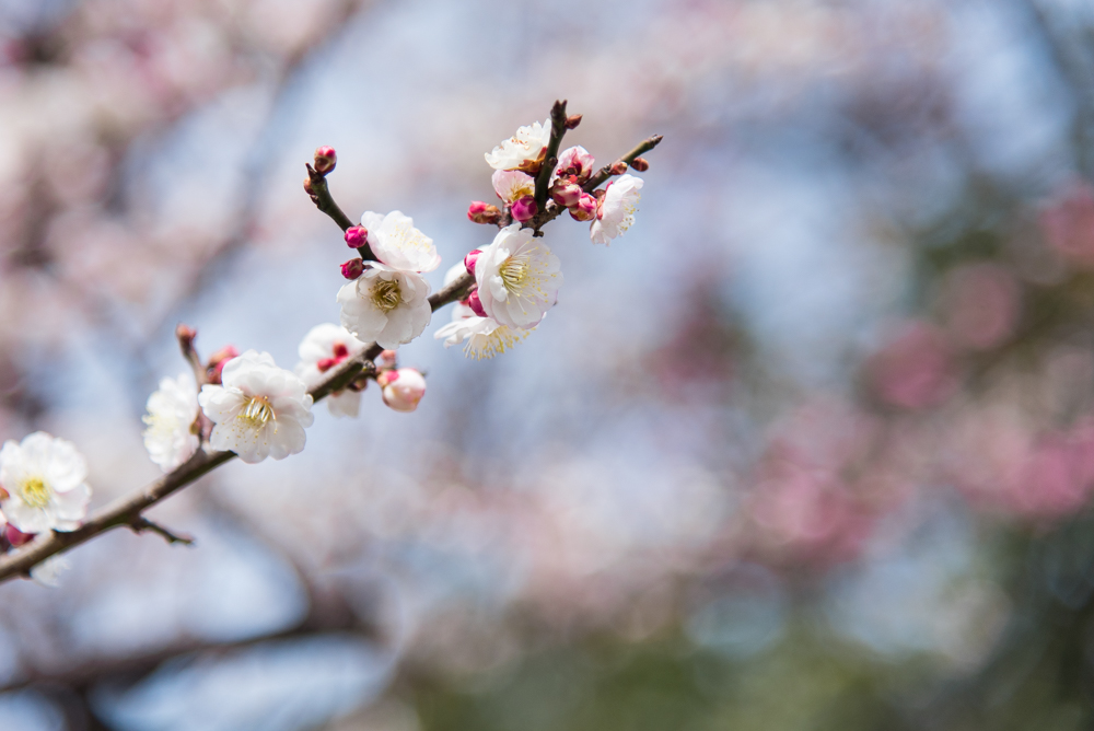plum blossoms-7