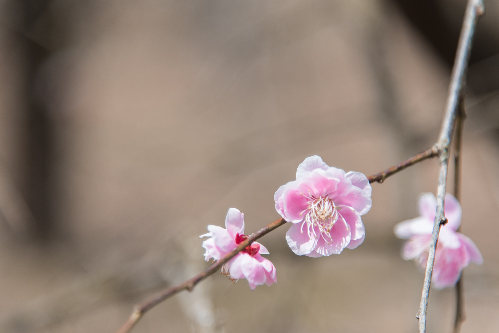 plum blossoms-9