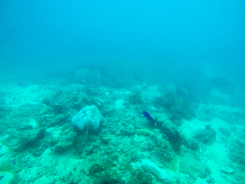 Krabi Diving-12