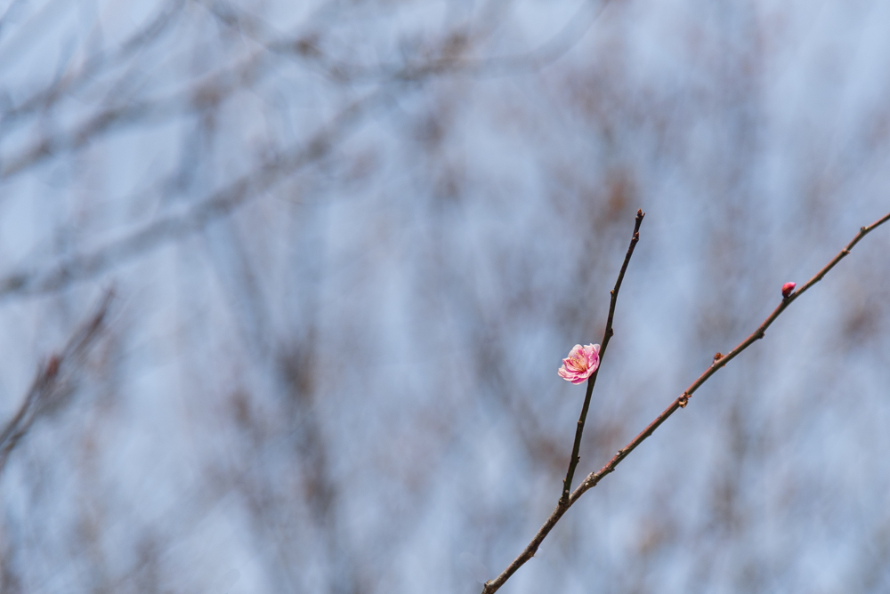 plum blossoms-1