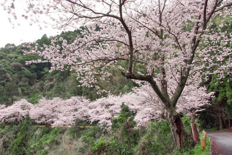 Cherry Blossom Drive